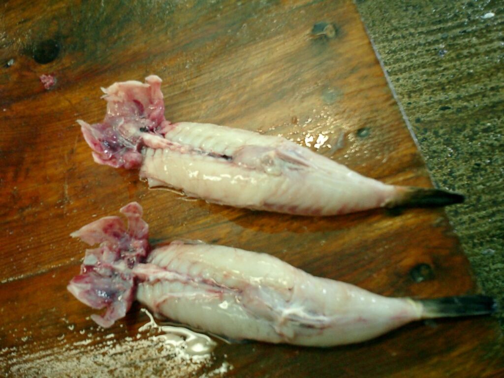真フグ